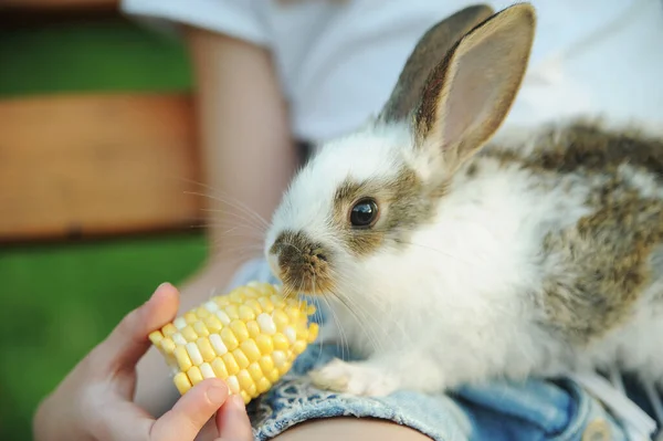 Bebek Tavşanı Tutan Küçük Tatlı Kız Nsanlar Hayvanlar Arasındaki Arkadaşlık — Stok fotoğraf