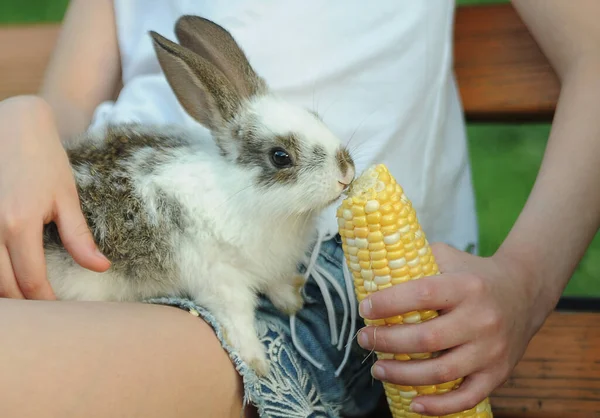 Kleine Süße Mädchen Mit Baby Kaninchen Freundschaft Zwischen Mensch Und — Stockfoto
