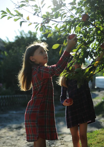 Enfant Tenant Des Pommes Robe Récolte Automne Concept Vie Rurale — Photo