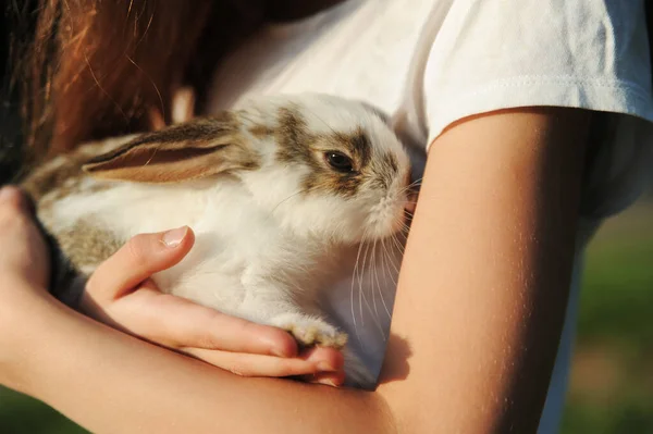 Ein Kleines Mädchen Füttert Draußen Ein Kaninchen Mit Kohlblättern Der — Stockfoto