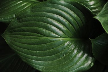 Yeşil yaprakları kapat