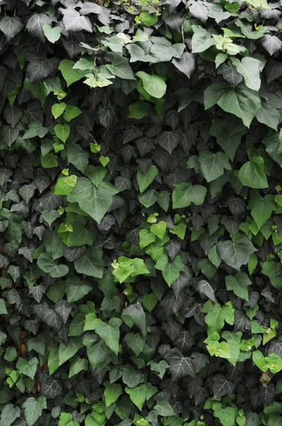 Close Green Leaves — Stock Photo, Image