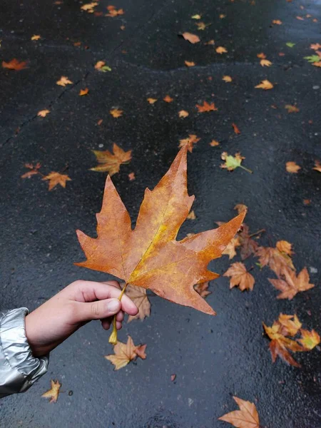 Осенние Листья Руке — стоковое фото