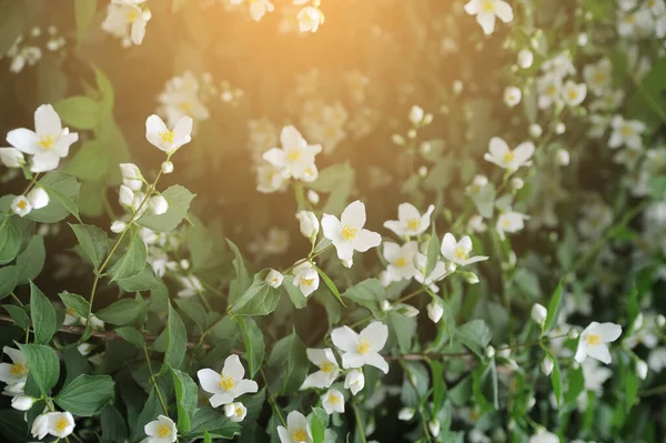 Gros Plan Fleurs Blanches Avec Lumière Soleil — Photo
