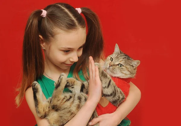 Маленька Дівчинка Тримає Кота Різдвяному Светрі Червоному Тлі — стокове фото