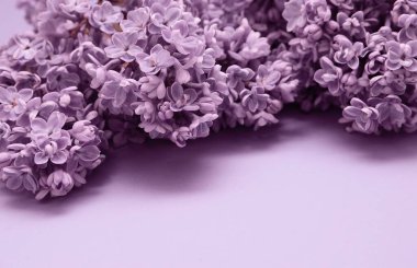 Çiçek açan bahar deseni ile mor leylak