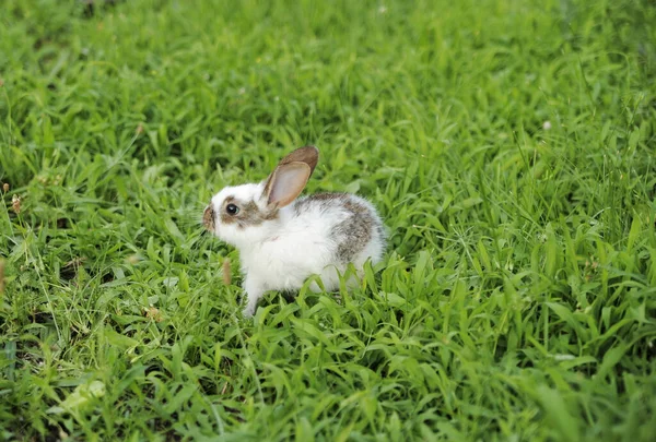 Weißes Kaninchen Auf Gras — Stockfoto