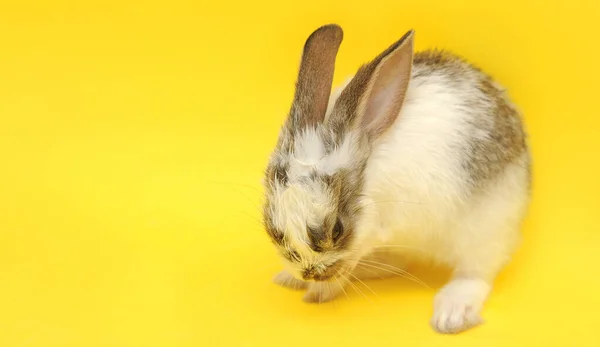 Bianco Carino Baby Coniglio Sfondo Giallo — Foto Stock