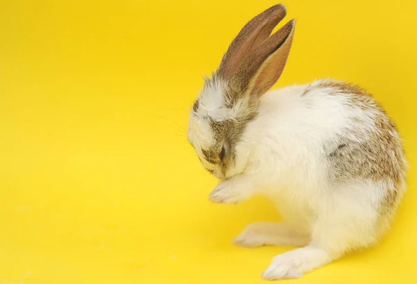 Sarı Arka Planda Beyaz Sevimli Bebek Tavşan — Stok fotoğraf