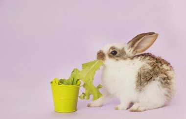 Renkli arka planda beyaz şirin bebek tavşan, Paskalya sembolü