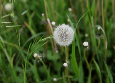 Çayırda karahindiba