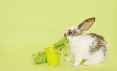 ute baby rabbit eats lettuce leaves on background, easter symbol