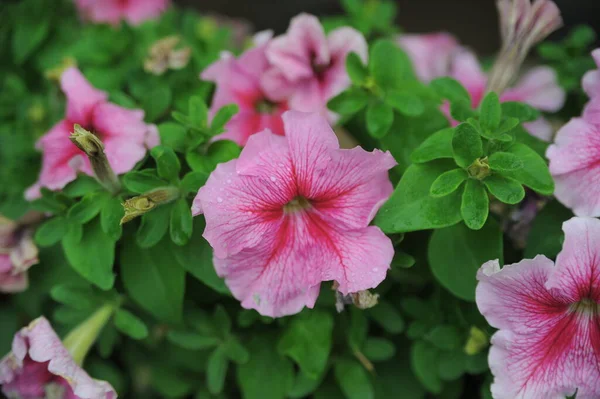 Rose Fond Fleurs Hibiscus — Photo