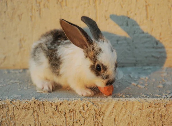 Kleines Kaninchen Auf Steinhintergrund Frisst Karotte — Stockfoto