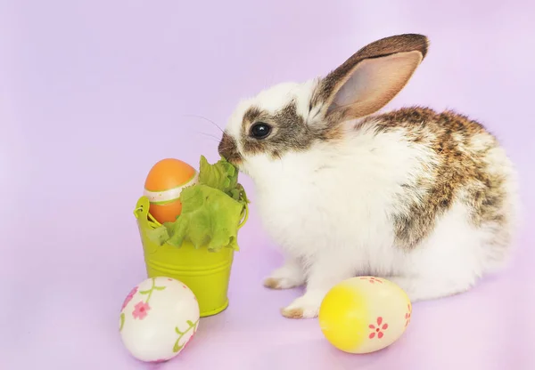 White Cute Baby Rabbit Eats Lettuce Leaves Violet Background Easter — Stok fotoğraf
