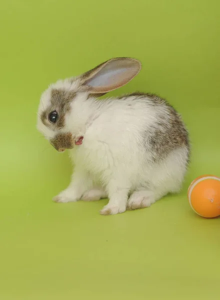 Kaninchenbaby Frisst Salatblätter Auf Grünem Hintergrund Ostersymbol — Stockfoto