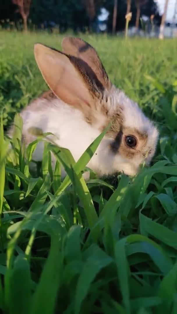 Bebé Conejo Jugando Hierba — Vídeo de stock