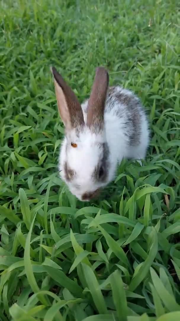 草の上で遊ぶウサギの赤ちゃん — ストック動画
