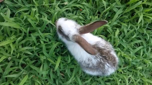 Bebé Conejo Jugando Hierba — Vídeo de stock