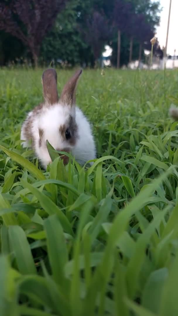 Baby Rabbit Playing Grass — Stock Video