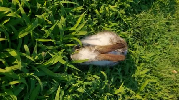 Baby Rabbit Playing Grass — Stock Video