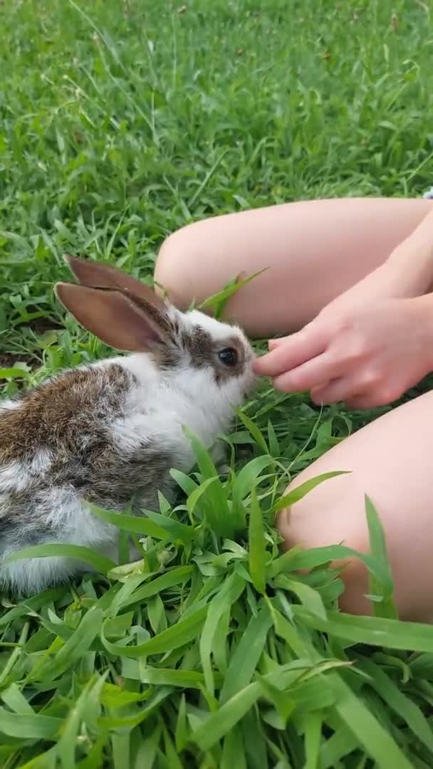 草の上に小さなウサギの子供 イースターシンボル 子供と動物の友情 — ストック動画