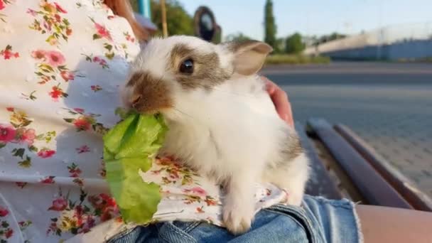 草の上に小さなウサギの子供 イースターシンボル 子供と動物の友情 — ストック動画