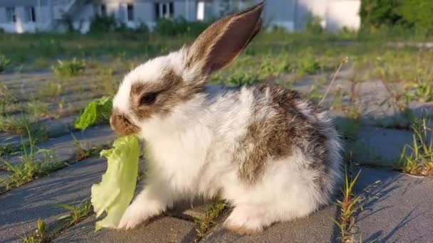 草の上で遊ぶウサギの赤ちゃん — ストック動画