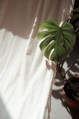 Keten arkaplanda canavar yaprağı