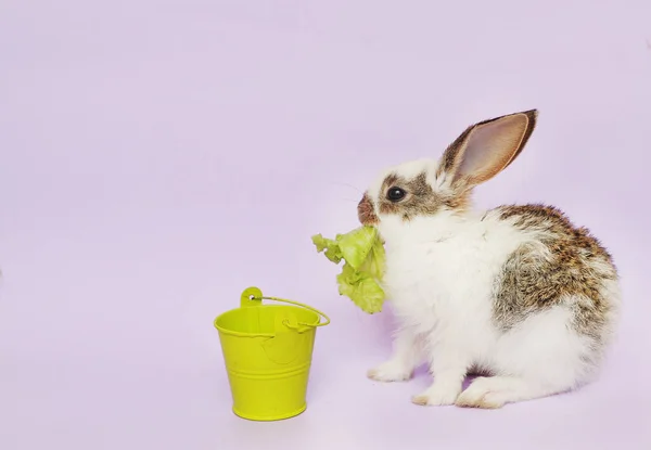 Ute Bébé Lapin Mange Des Feuilles Laitue Sur Fond Vert — Photo