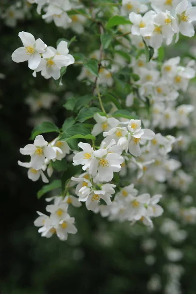 Close White Little Flowers — Stock Photo, Image