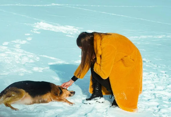 Oung Красивая Женщина Желтом Пальто Ходить Снежному Льду Собакой — стоковое фото