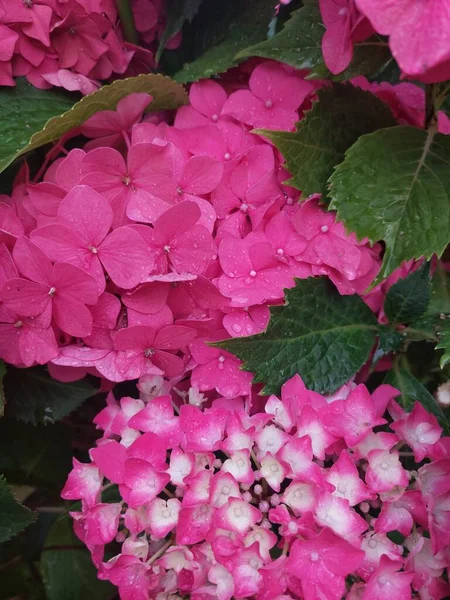 beautiful flowers and hydrangea blossom in the garden. close-up.