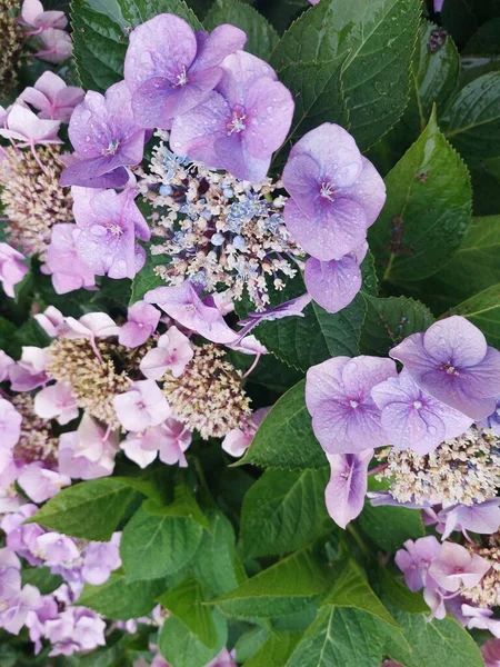 beautiful flowers and hydrangea blossom in the garden. close-up.