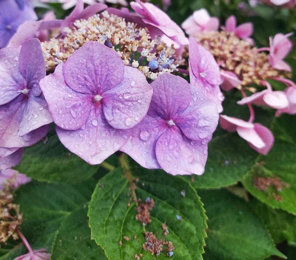 beautiful flowers and hydrangea blossom in the garden. close-up.