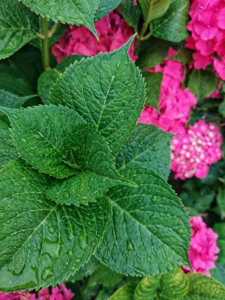 beautiful flowers and hydrangea blossom in the garden. close-up.