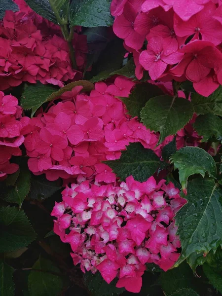 beautiful flowers and hydrangea blossom in the garden. close-up.