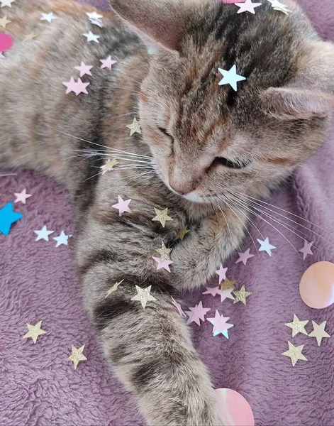 Cute Cat Festive Glitters — Stockfoto