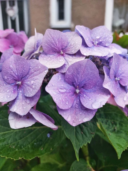 beautiful flowers and hydrangea blossom in the garden. close-up.