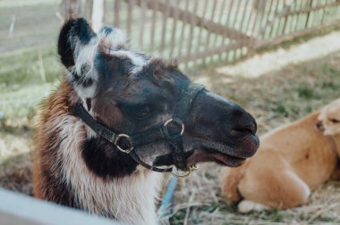 Hayvanat bahçesinde iki alpaka