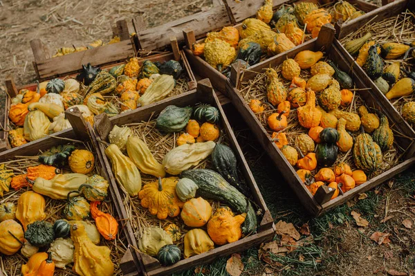 Różnorodność Dyń Tle Siana Jesienne Zbiory Koncepcja Halloween — Zdjęcie stockowe