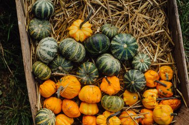 samanlıkta balkabakları, sonbahar hasadı, cadılar bayramı konsepti