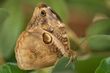 kanatlı closeups