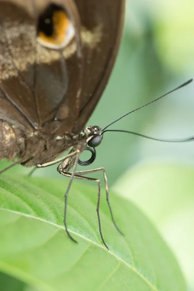 Winged Closeups — Stock Photo, Image