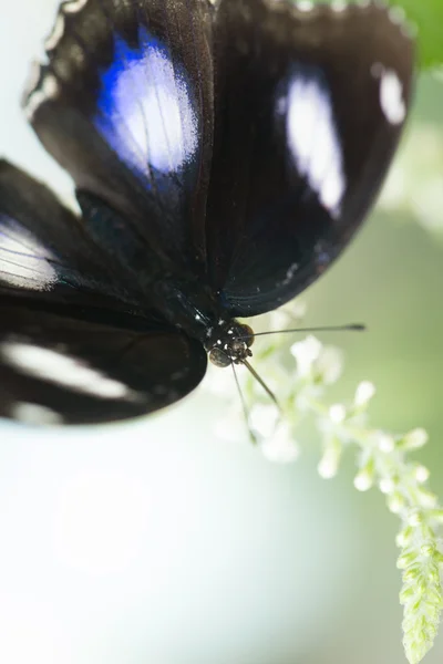 Winged Closeups — Stock Photo, Image