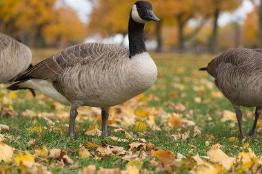 Kanada kazlar parkta. Kasım 3' rd