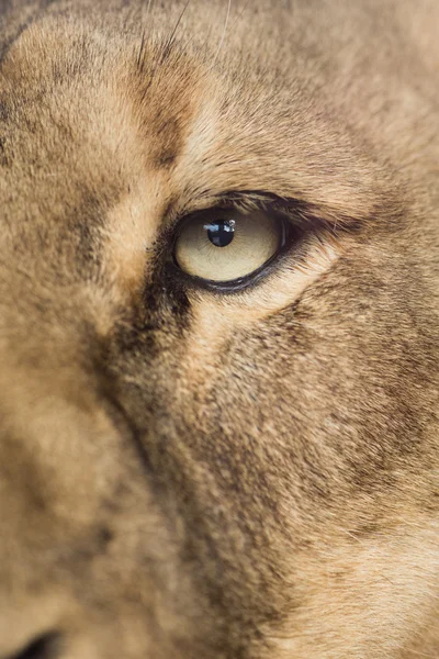 Lioness up close — Stock Photo, Image