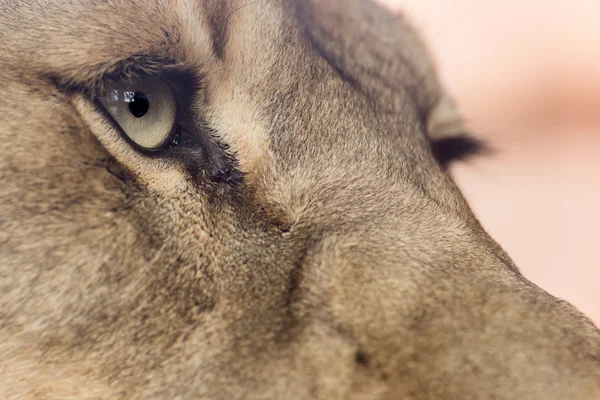 Lioness up close — Stock Photo, Image