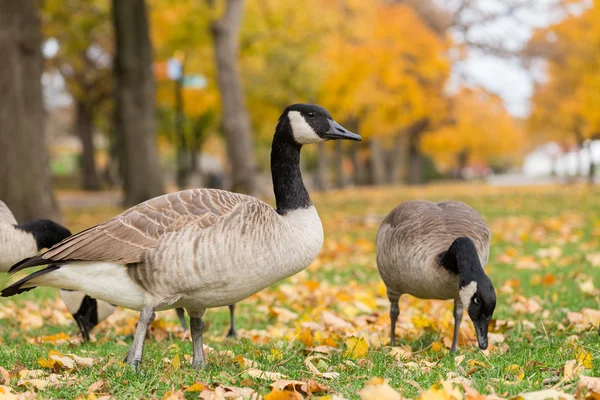Canadese ganzen in het park. november 3' rd — Stockfoto