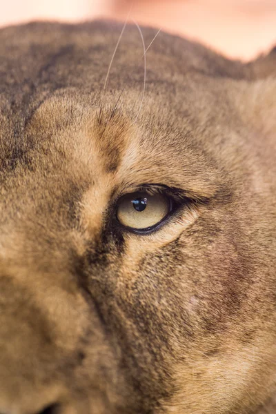 Löwin aus nächster Nähe lizenzfreie Stockbilder